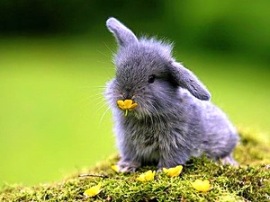 Flower, Gray, Rabbit