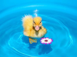 Flower, Ducky, water