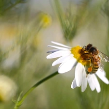 Colourfull Flowers, bee, Close, chamomile