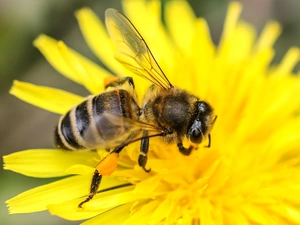 bee, Yellow, Colourfull Flowers