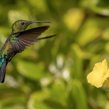 Bird, Yellow, Colourfull Flowers, humming-bird