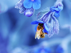 Flowers, bee, Blue
