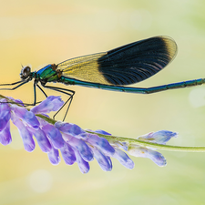 dragon-fly, Colourfull Flowers, Close, blue