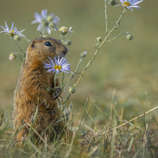 Flowers, whistler, Blue