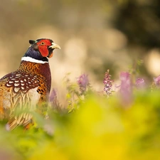Bird, Flowers, blur, Common Pheasant