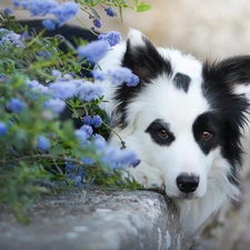 Flowers, curb, Border Collie, muzzle, lying
