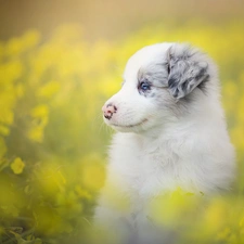 Puppy, Meadow, Flowers, Border Collie