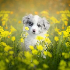 Puppy, Meadow, Flowers, Border Collie