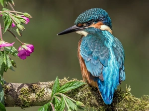 Flowers, kingfisher, branch
