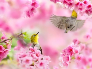 Spring, Zosteropidae, birds, Flowers, Two cars