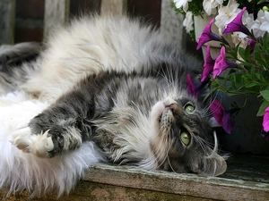 Flowers, fluffy, cat