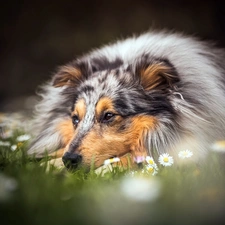 lying, Meadow, Flowers, Collie rough