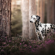 forest, dog, trees, Flowers, Stems, Dalmatian