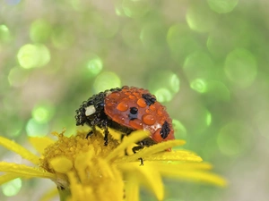 dew, ladybird, Colourfull Flowers