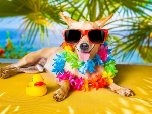 Flowers, Short-haired Chihuahua, holiday, Glasses, dog, Palms, Funny