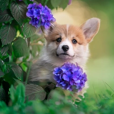 Welsh corgi pembroke, Flowers, hydrangea, dog