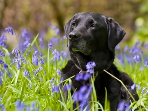 Flowers, Black, doggy