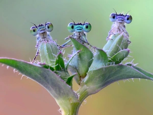 dragon-fly, Colourfull Flowers