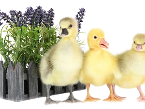 ducks, Hurdle, goose, Flowers