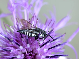 fly, Violet, Colourfull Flowers