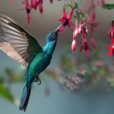 Bird, Flowers, fuchsia, humming-bird
