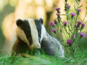 Flowers, Badger, grass