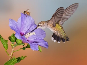 Colourfull Flowers, humming-bird, bee