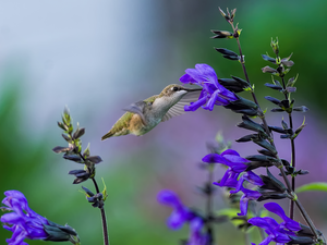 humming-bird, Blue, Flowers