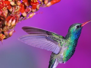 humming-bird, Colourfull Flowers