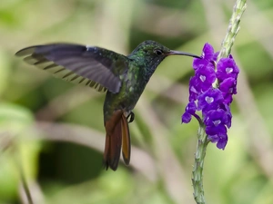 humming-bird, Colourfull Flowers