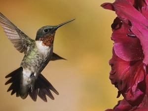 humming-bird, Colourfull Flowers