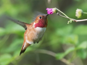 humming-bird, Colourfull Flowers
