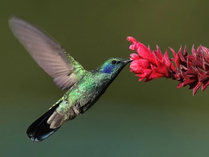 humming-bird, Colourfull Flowers