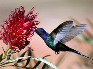 Colourfull Flowers, humming-bird, Red