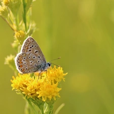 Flowers, Insect, Dusky, Yellow, butterfly