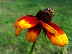 Colourfull Flowers, Insect, bee, Rudbeckia