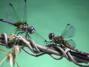 Colourfull Flowers, insects, branch pics