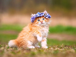 DBZ, flowers, kitten, wreath, honeyed