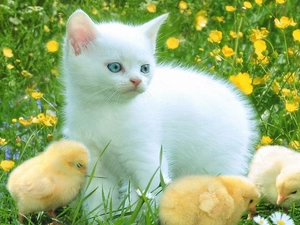 Three, White, Meadow, Flowers, chickens, kitten