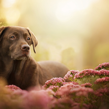 dog, muzzle, Flowers, Labrador Retriever