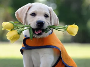 Labrador Retriever, doggie, Flowers