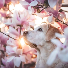 dog, Flowers, Magnolias, Labrador Retriever