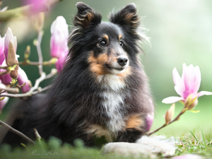 dog, Flowers, Magnolias, shetland Sheepdog
