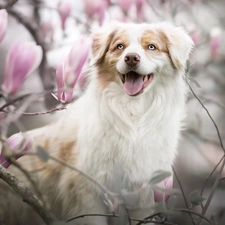 dog, Flowers, Magnolias, Australian Shepherd