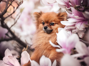 dog, Flowers, Magnolias, Toy Spitz