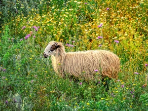Flowers, sheep, Meadow