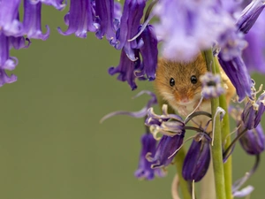 Micromys Minutus, Purple Flowers