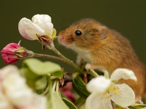 Flowers, Sweet, mouse