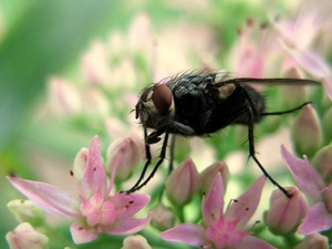 Flowers, fly, Pink