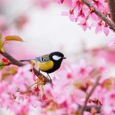 flourishing, tit, Pink, Great Tit, Bird, trees, Flowers